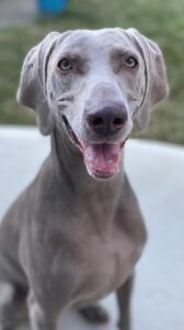 AVAILABLE WEIMS – Louisville Weimaraner Rescue Inc.