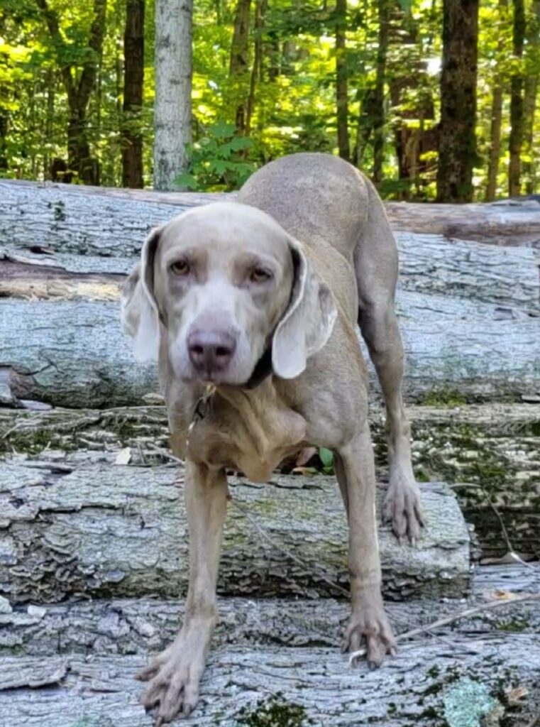 Care sales about weims